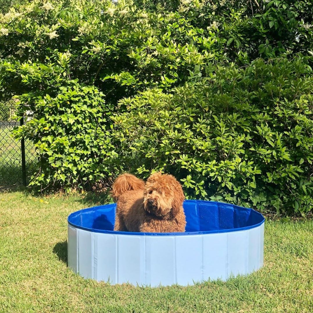 Deluxe Portable Dog Pool