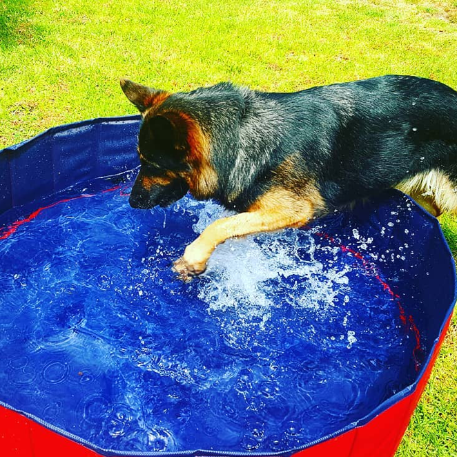 Deluxe Portable Dog Pool